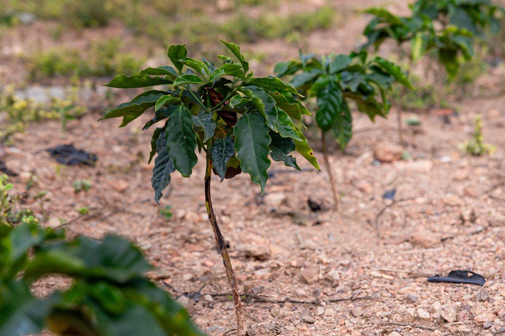 Imagem ilustrativa de mudas de café recém plantadas