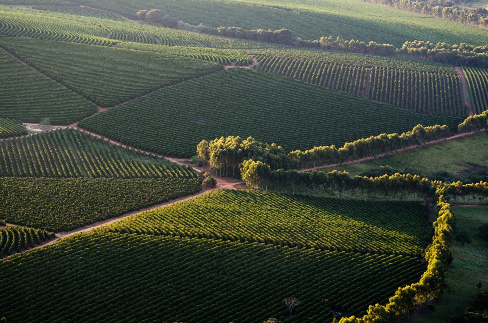 Imagem aérea de plantação de café