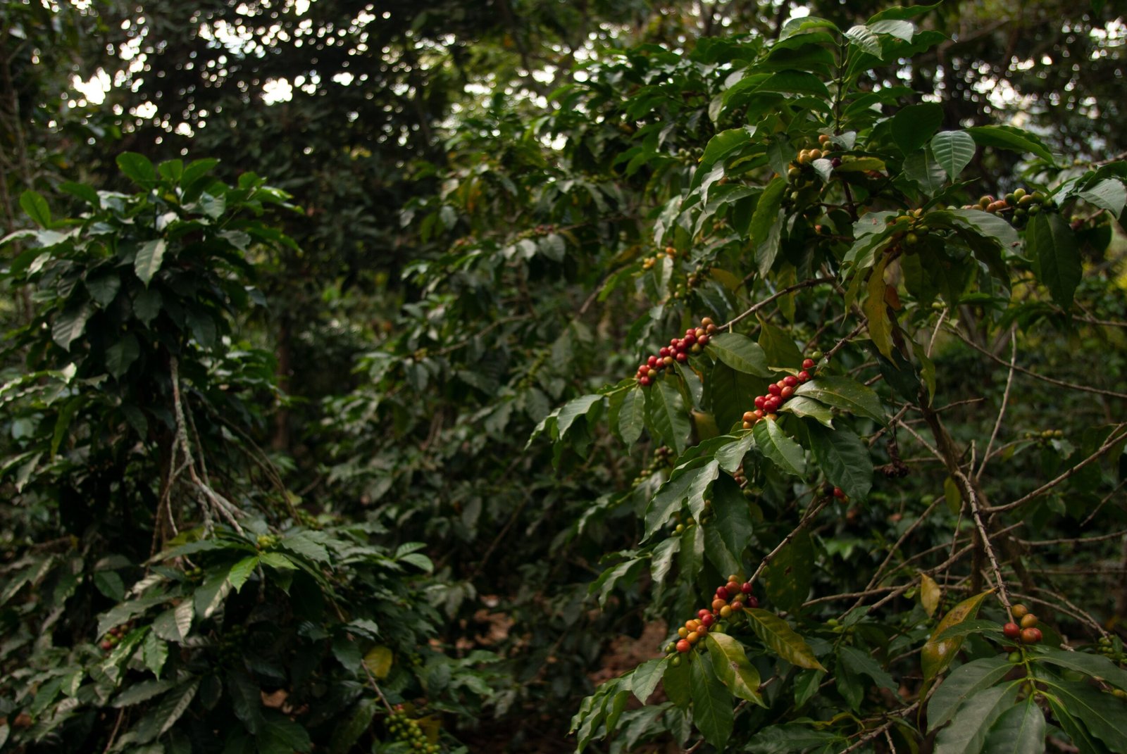 Imagem de um pé de café