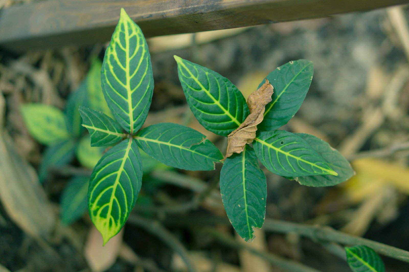imagem de planta com folhas amareladas, com deficiência em magnésio