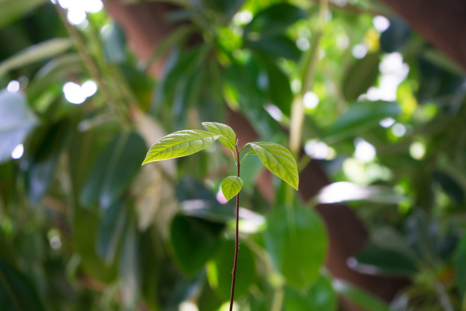 imagem closeup de uma muda de planta